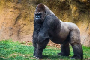 Discount Grote mannelijke gorilla fotobehang Dieren