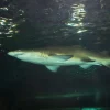 Best Grote witte haai in een aquarium fotobehang Tienerkamer | Dieren
