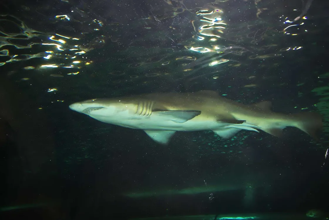grote_witte_haai_in_een_a_0.webp Best Grote witte haai in een aquarium fotobehang Tienerkamer | Dieren