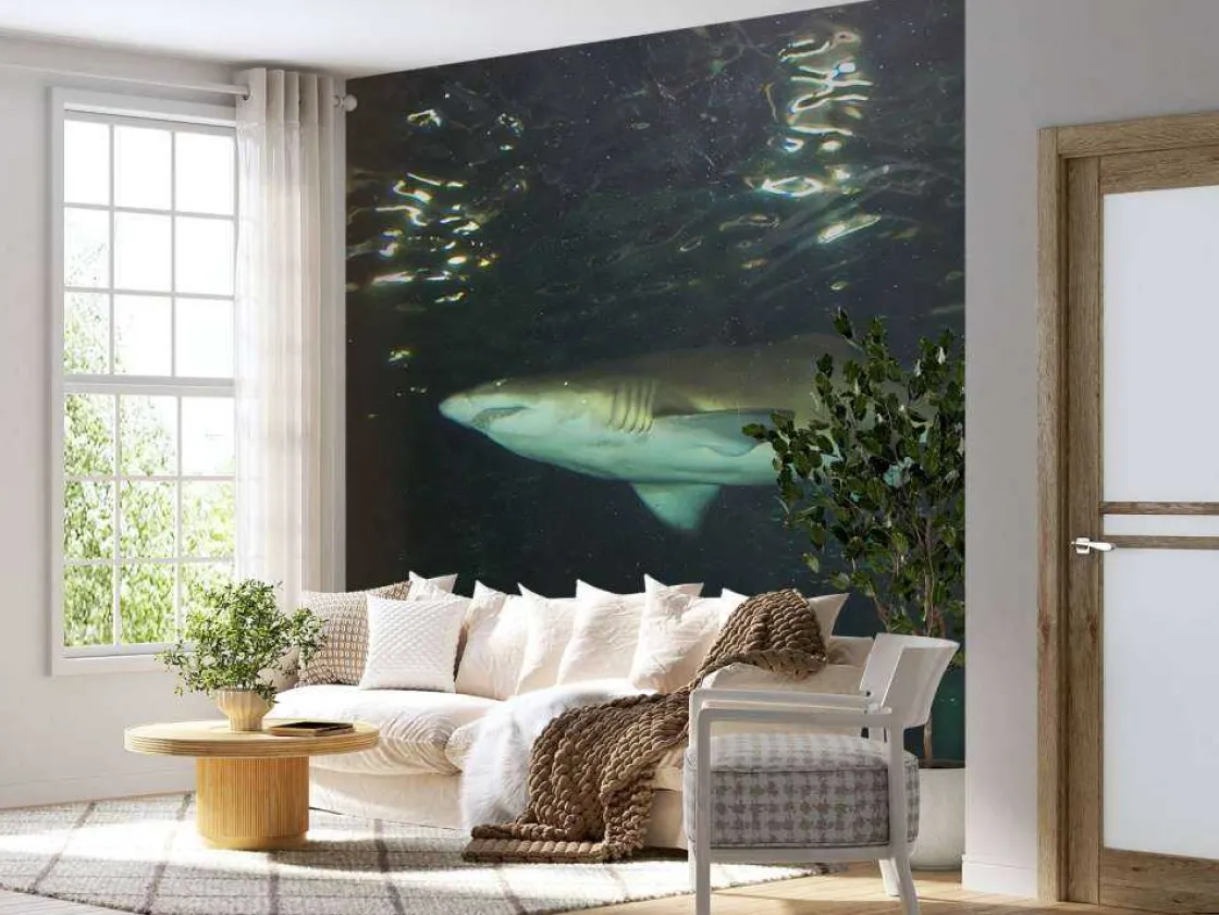 grote_witte_haai_in_een_a_2.webp Best Grote witte haai in een aquarium fotobehang Tienerkamer | Dieren