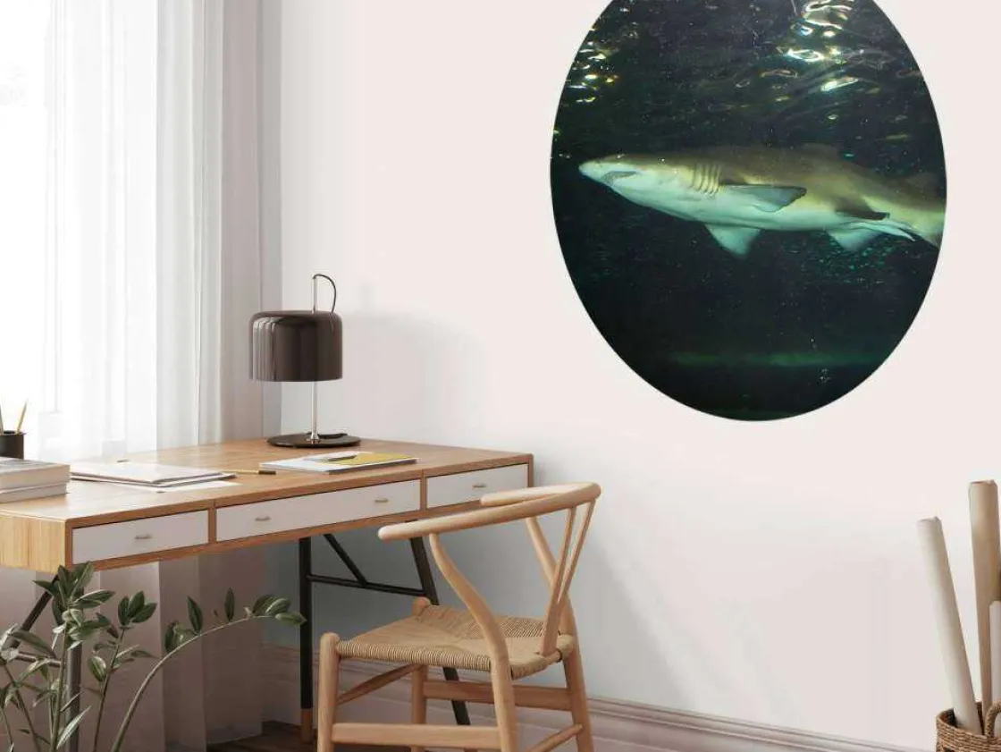 grote_witte_haai_in_een_a_5.webp Best Grote witte haai in een aquarium fotobehang Tienerkamer | Dieren