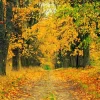Hot Herfst Bomen met Gele Bladeren fotobehang Bloemen