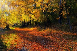 Best Herfstbos met Bomen en Bladeren fotobehang Bloemen