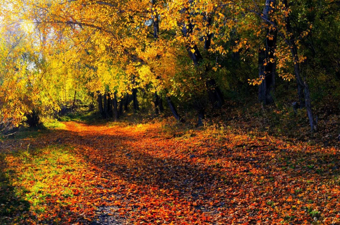 herfstbos_met_bomen_en_bl_0.webp Best Herfstbos met Bomen en Bladeren fotobehang Bloemen