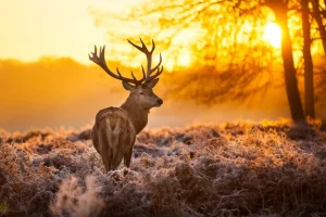 Sale Hert met Zonsondergang fotobehang Dieren