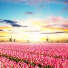 Discount Hollands roze tulpenveld fotobehang Hobbykamer | Bloemen