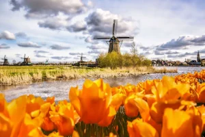 Online Hollandse molen met oranje tulpen op de voorgrond fotobehang Steden | Architectuur