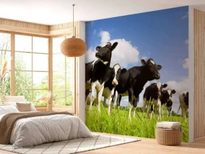 Discount Holstein Koeien in de weide fotobehang Dieren
