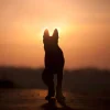 Best Hond bij zonsondergang fotobehang Dieren