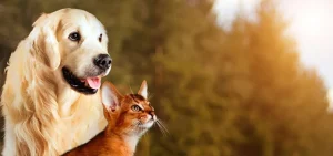 Sale Hond en kat kijken naar boven fotobehang Dieren