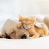 Online Hond en kat slapen knuffelend fotobehang Dieren