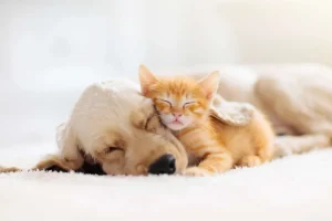 Online Hond en kat slapen knuffelend fotobehang Dieren