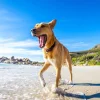 Best Hond in de zomer op het strand fotobehang Dieren