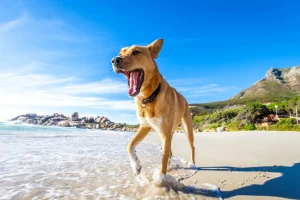 Best Hond in de zomer op het strand fotobehang Dieren