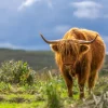 Clearance Hooglander in de weide fotobehang Dieren