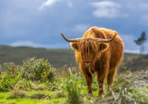 Clearance Hooglander in de weide fotobehang Dieren