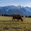 Best Hooglander met ingesneeuwde bergen fotobehang Dieren