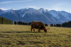 Best Hooglander met ingesneeuwde bergen fotobehang Dieren