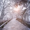 Outlet Huangshan National Park in de winter fotobehang Bloemen | Architectuur