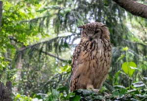 Clearance Indiase oehoe in het wild fotobehang Dieren