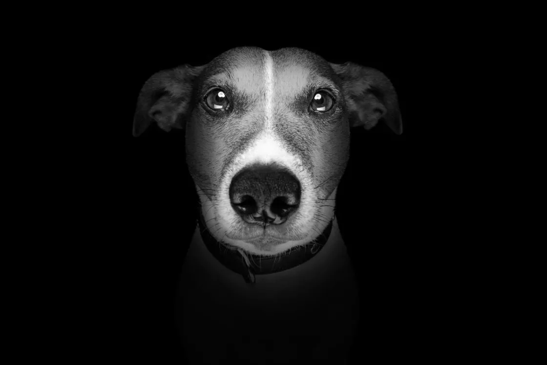 jack_russel_met_een_zwart_0.webp Online Jack Russel met een zwarte achtergrond fotobehang Tienerkamer | Dieren