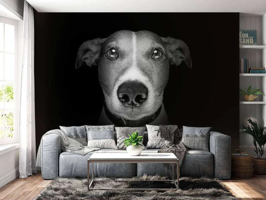 jack_russel_met_een_zwart_10.webp Online Jack Russel met een zwarte achtergrond fotobehang Tienerkamer | Dieren