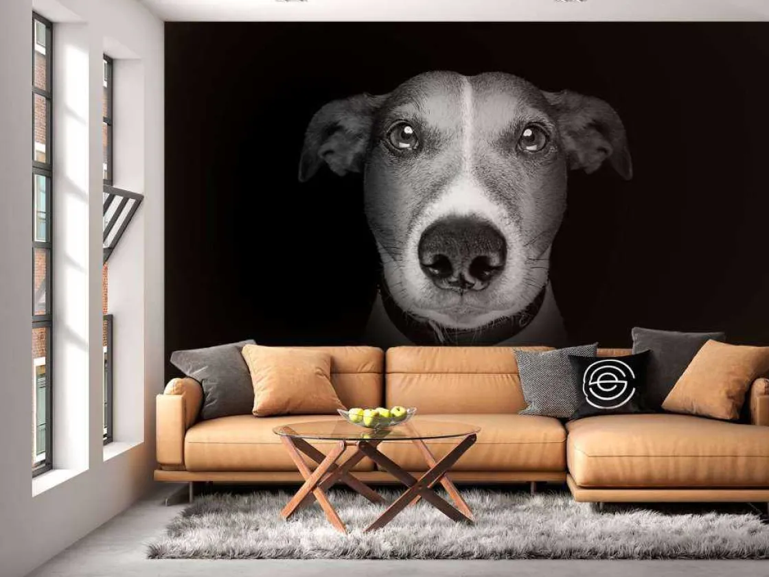 jack_russel_met_een_zwart_2.webp Online Jack Russel met een zwarte achtergrond fotobehang Tienerkamer | Dieren