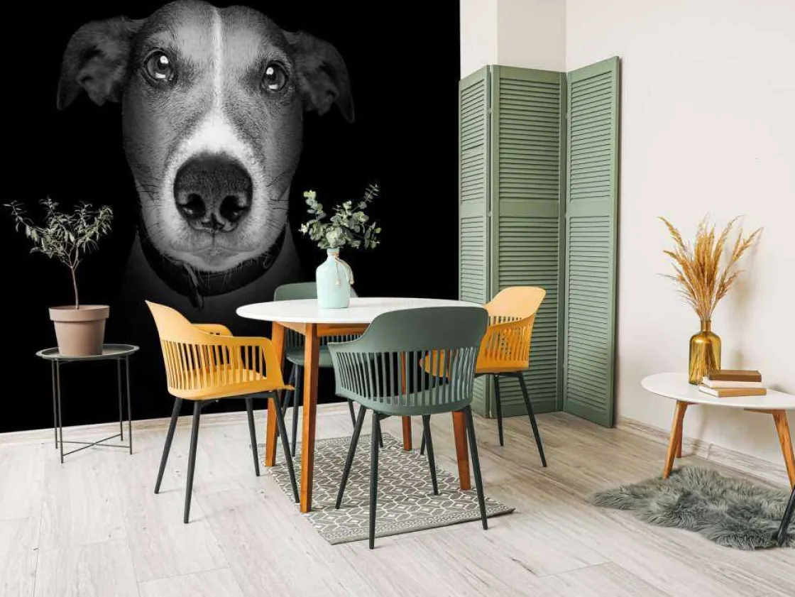 jack_russel_met_een_zwart_3.webp Online Jack Russel met een zwarte achtergrond fotobehang Tienerkamer | Dieren
