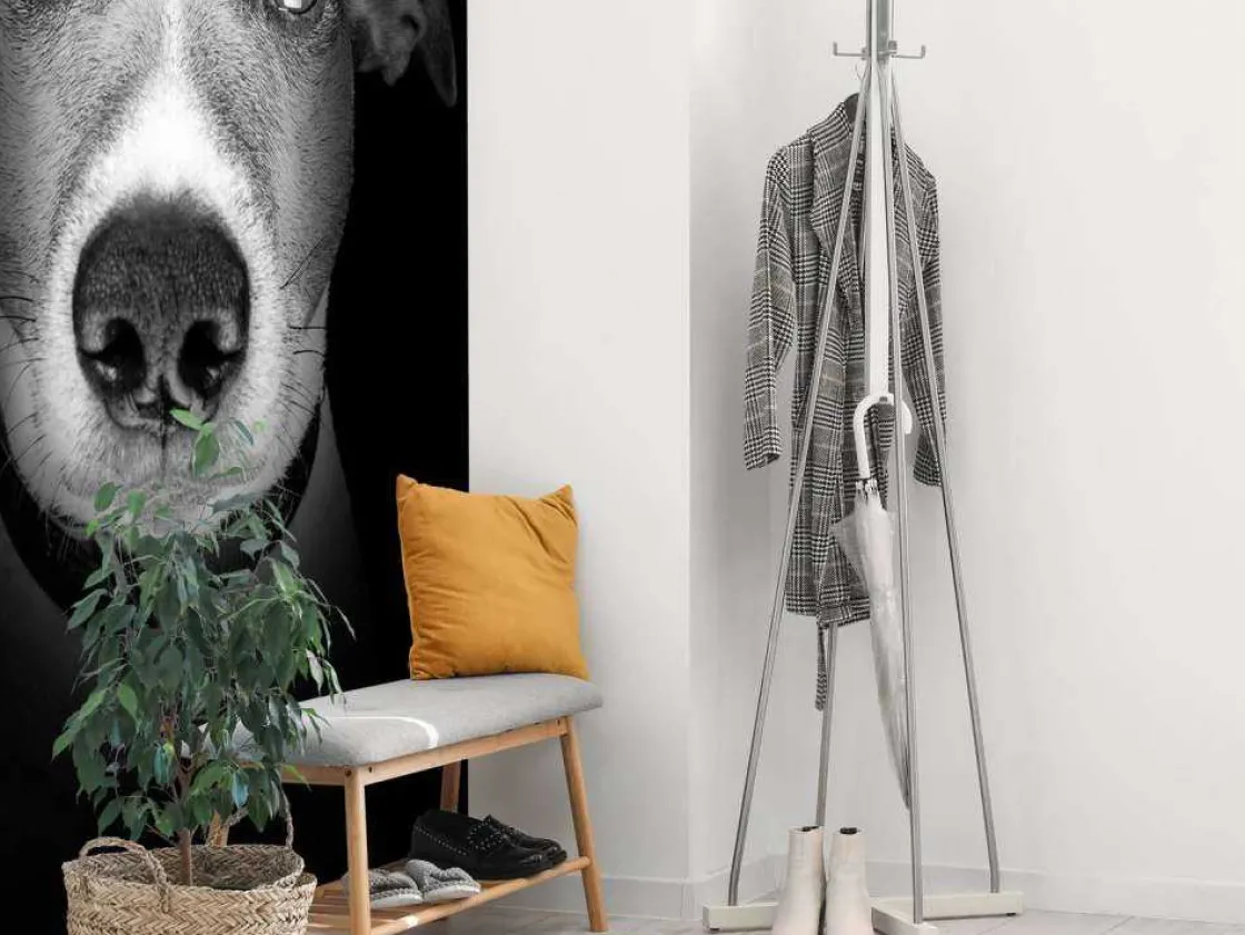 jack_russel_met_een_zwart_4.webp Online Jack Russel met een zwarte achtergrond fotobehang Tienerkamer | Dieren