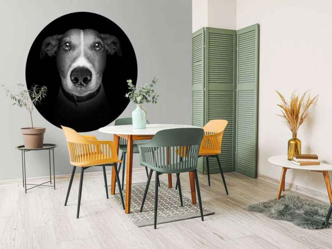 jack_russel_met_een_zwart_6.webp Online Jack Russel met een zwarte achtergrond fotobehang Tienerkamer | Dieren