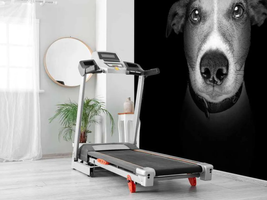 jack_russel_met_een_zwart_8.webp Online Jack Russel met een zwarte achtergrond fotobehang Tienerkamer | Dieren
