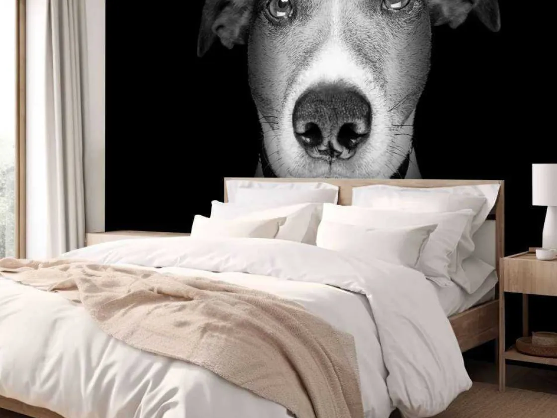 jack_russel_met_een_zwart_9.webp Online Jack Russel met een zwarte achtergrond fotobehang Tienerkamer | Dieren