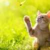 Fashion Jonge kat probeert een vlinder te vangen fotobehang Kinderkamer | Dieren