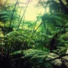Sale Jungle in Hawaii fotobehang Bloemen