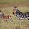 Discount Kaapse bergzebra met een veulentje fotobehang Dieren