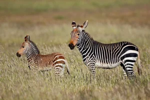 Discount Kaapse bergzebra met een veulentje fotobehang Dieren