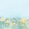 Clearance Kamille bloemen met een blauwe achtergrond fotobehang Slaapkamer | Bloemen