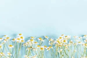 Clearance Kamille bloemen met een blauwe achtergrond fotobehang Slaapkamer | Bloemen