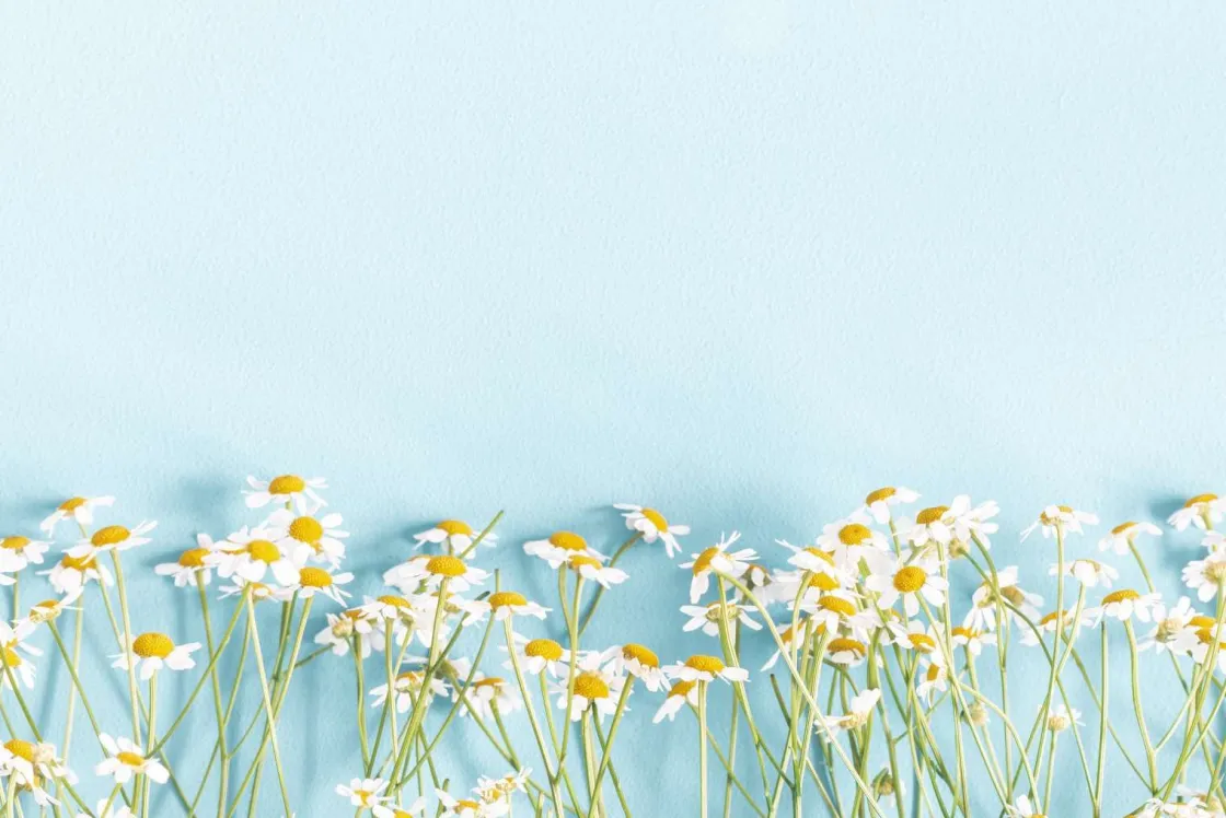 kamille_bloemen_met_een_b_0.webp Clearance Kamille bloemen met een blauwe achtergrond fotobehang Slaapkamer | Bloemen