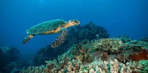 Discount Karetschildpad bij een koraalrif fotobehang Dieren