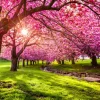 Fashion Kersenbloesem bomen fotobehang Bloemen