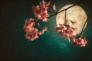 Best Kersenbloesem met de maan op de achtergrond fotobehang Bloemen