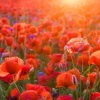New Klaprozen close-up bij zonsondergang fotobehang Bloemen