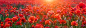 New Klaprozen close-up bij zonsondergang fotobehang Bloemen