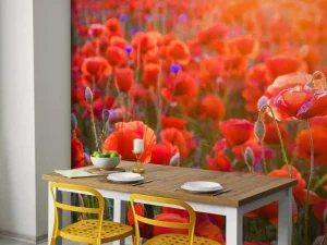New Klaprozen close-up bij zonsondergang fotobehang Bloemen