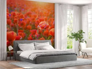New Klaprozen close-up bij zonsondergang fotobehang Bloemen