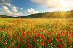 Best Klaprozen met Zonsondergang fotobehang Bloemen