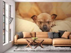 Outlet Kleine puppy slaapt op een kussen fotobehang Dieren