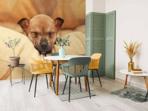 Outlet Kleine puppy slaapt op een kussen fotobehang Dieren