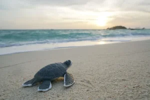 Sale Kleine schildpad op het strand fotobehang Tienerkamer | Kinderkamer